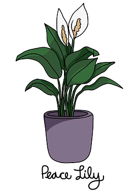 Peace lily plant