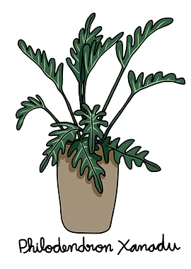 Philodendron Xanadu plant