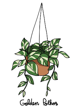 Golden Pothos plant