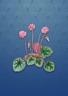 Shore Cyclamen Flower