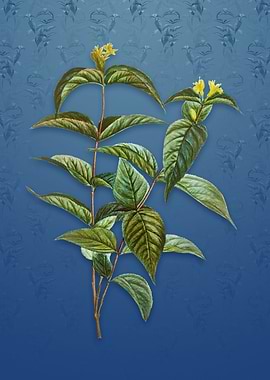 Northern Bush Honeysuckle