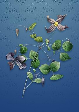 Vintage Virgins Bower