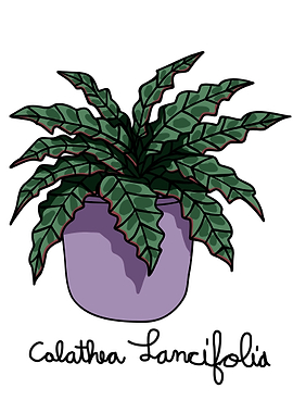 Calathea Lancifolia plant