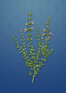 Vintage Cat Thyme Plant