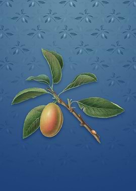 Vintage Armenian Plum