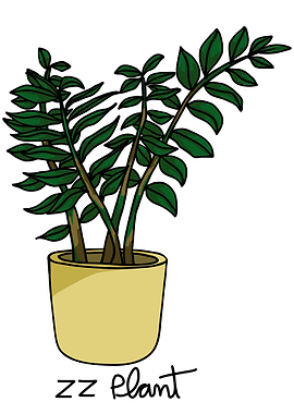 ZZ plant