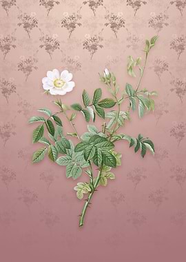 Vintage White Downy Rose