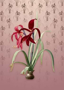 Sprekelia on Dusty Pink