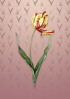 Vintage Didiers Tulip