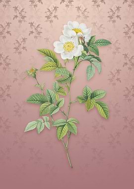 Vintage White Anjou Roses