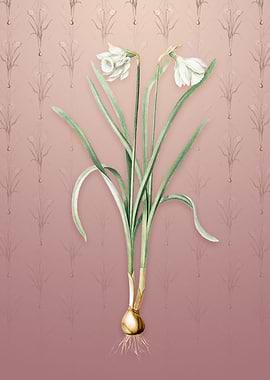 Narcissus Candidissimus