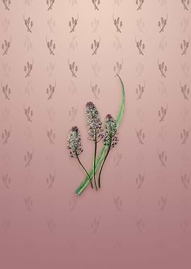 Meadow Squill Flower