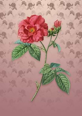 Vintage Apothecary Rose