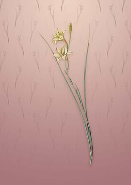 Gladiolus on Dusty Pink