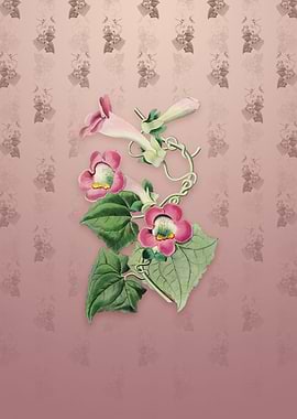 Blushing Lophospermum