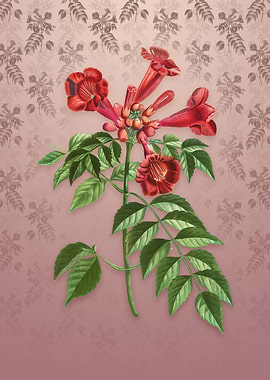 Vintage Trumpet Vine