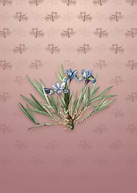 Vintage Dwarf Crested Iris