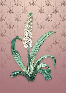 Vintage Eucomis Punctata
