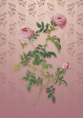 Vintage Rose of the Hedges
