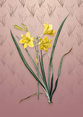 Daylily on Dusty Pink