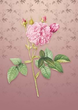 Vintage Pink Agatha Rose