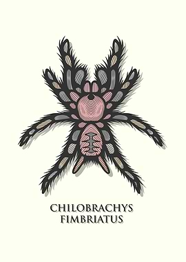 Indian Violet Tarantula