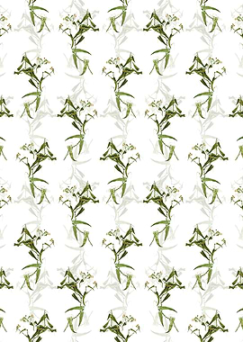 Rough Bindweed Pattern