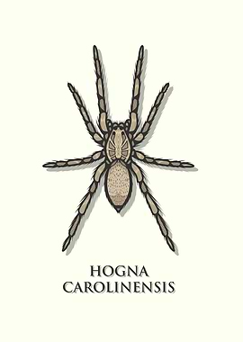 Carolina Wolf Spider
