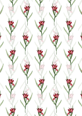 White Tulipa Oculus Colis