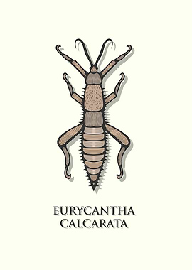 Giant Spiny Stick Insect