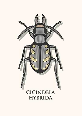 Northern Dune Tiger Beetle