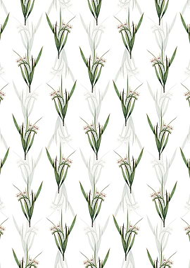 White Baboon Root Pattern