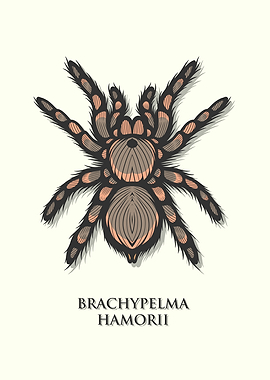 Mexican Redknee Tarantula