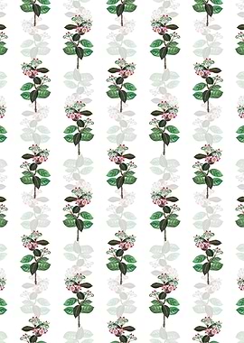 Tall Calotropis Flower