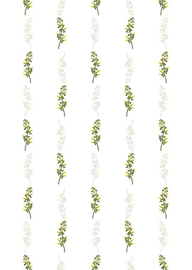 Common Cytisus Pattern