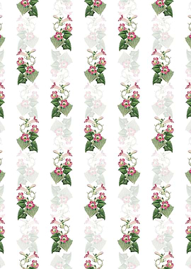 Blushing Lophospermum