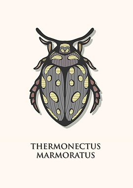 Sunburst Diving Beetle