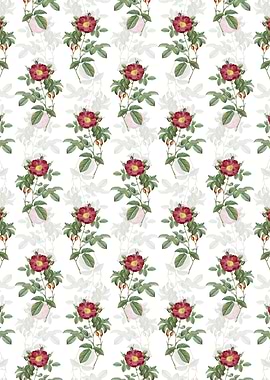 Red Portland Rose Pattern