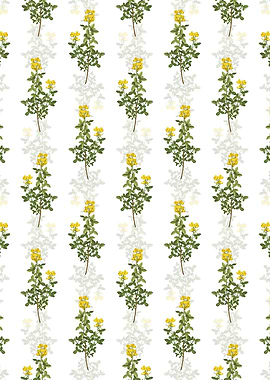 Common Cytisus Pattern
