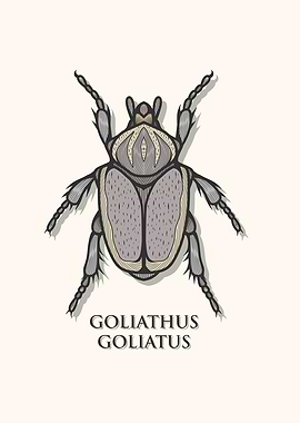 Goliath Beetle