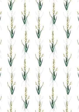 Pale Yellow Eyed Grass