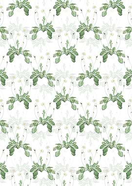 White Floral Daisy Pattern