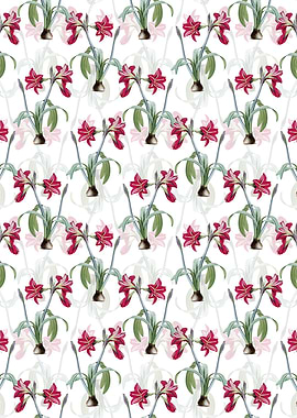 White Brazilian Amaryllis