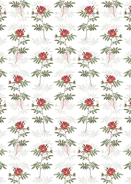 White Rosa Redutea Glauca