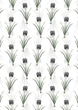 Mourning Iris Pattern