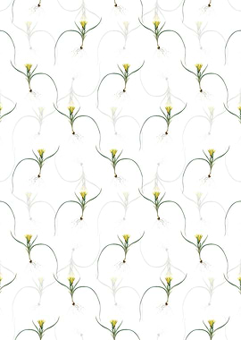 White Ixia Recurva Pattern