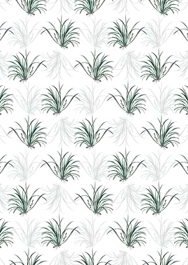 Sansevieria Carnea Pattern