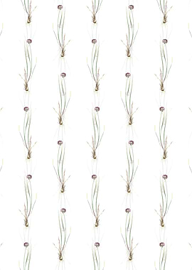 Allium Foliosum Pattern
