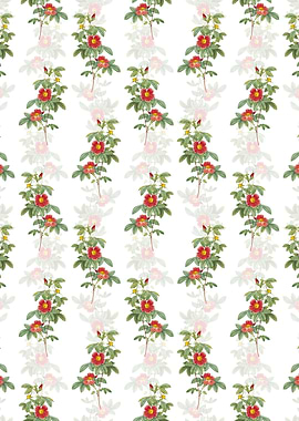 Single May Rose Pattern