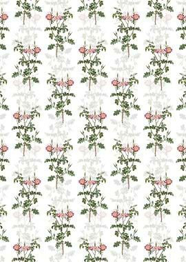 Prickly Sweetbriar Rose